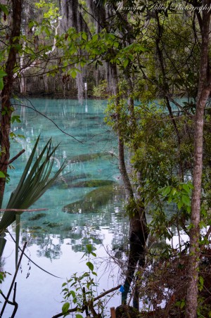 Barely visible through the trees, manatees rest motionlessly in the closed spring at dawn.