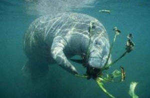 Manatee