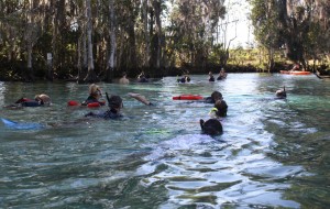 Closer to the Manatee